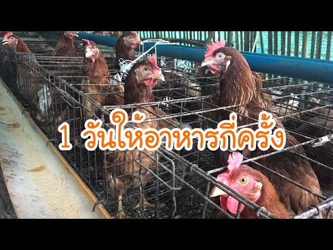 การให้อาหารไก่ไข่สำหรับผู้มีเวลาดูแล เช้า-เย็น