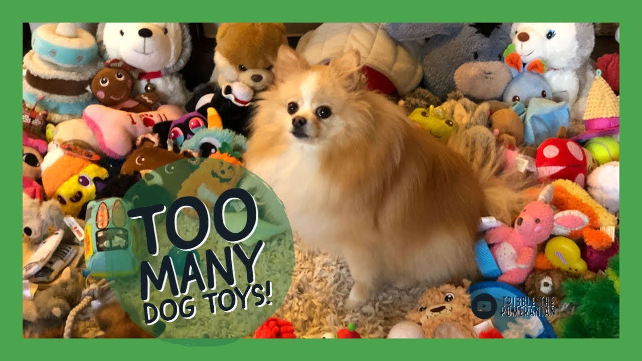 Dog Has Too Many Toys, Pomeranian Loves Toys YouTube