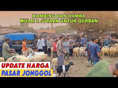 Harga Kambing Domba Betina