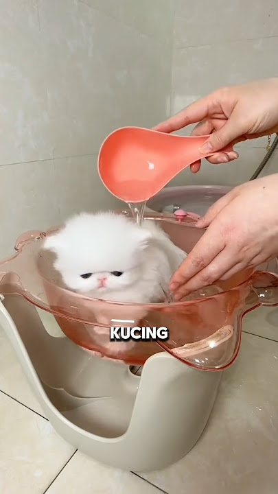 Cara memandikan kucing yang baik dan benar #shortvideo #kucing #kucinglucu