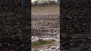 Where there’s a hen there’s a rooster #pheasanthunting #uplandhunting
