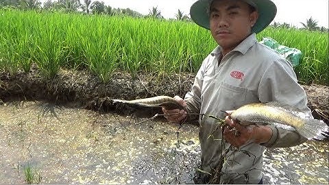 Rút nước bắt cá ở cái mương lúa hơn chục ký cá lóc đồng khủng | Bắt cá ăn tết 2020 | catch fish