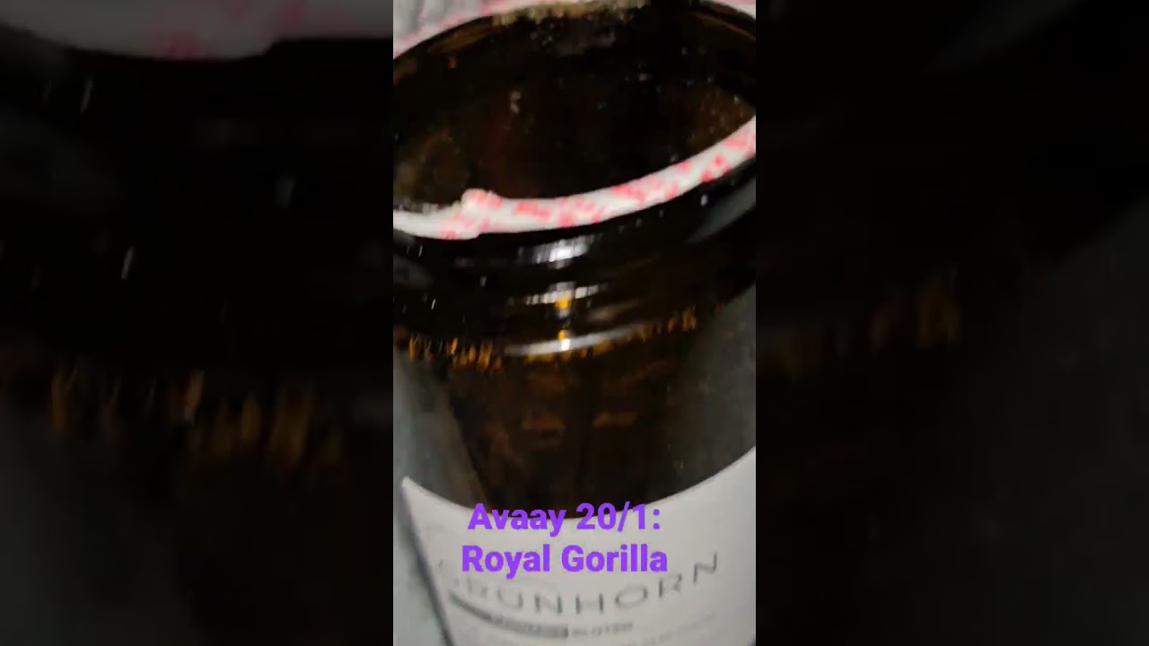 Avaay 20/1: Royal Gorilla