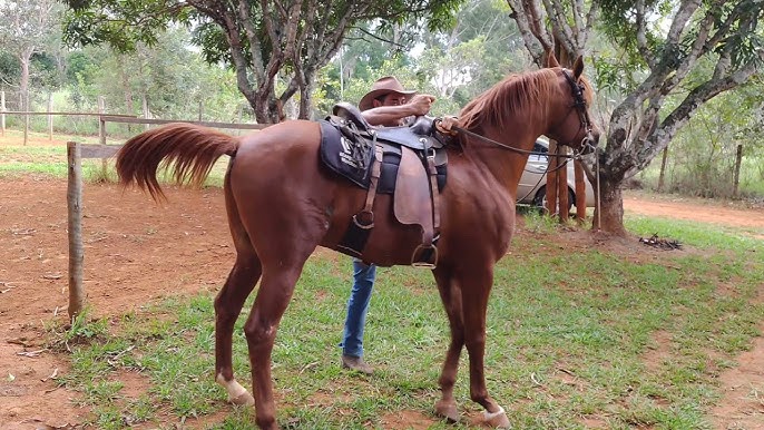 Cavalo que Pula quando Monta 