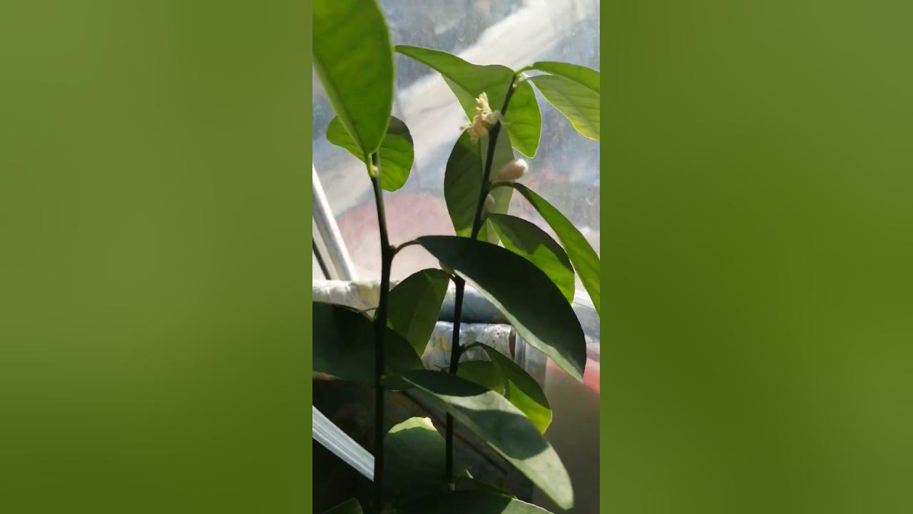 Лаймкват цветет. - YouTube