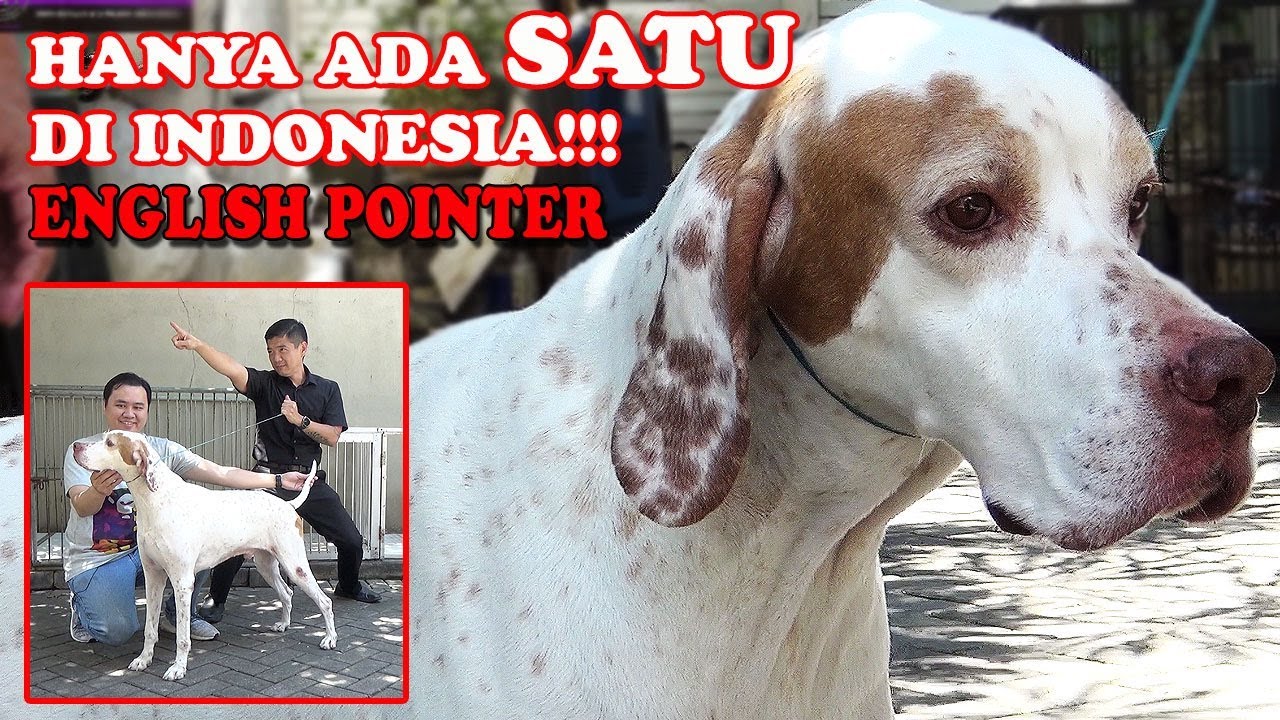  LANGKA  ANJING INI HANYA ADA SATU DI INDONESIA ENGLISH  