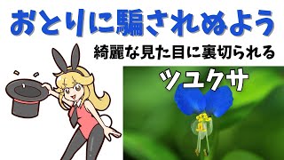 【解説】ツユクサってどんな植物？魅惑のハニートラップ　おとりに騙されぬよう