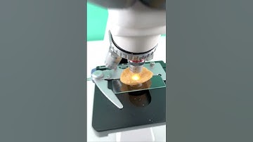 Would you eat a shrimp chip after seeing it magnified 400 times? #microscope #undermicroscope