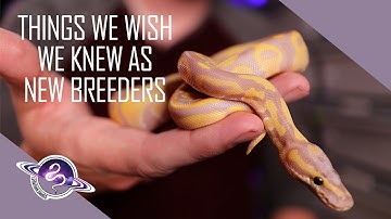 Things We Wish We Understood as New Ball Python Breeders