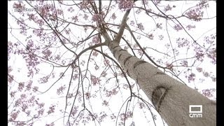Paulonia, el árbol del futuro | Ancha es Castilla-La Mancha - CMM