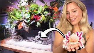 Huge Plant Wall Axolotl Tank Tutorial Youtube Huge Plant Wall Axolotl Tank Tutorial Youtube