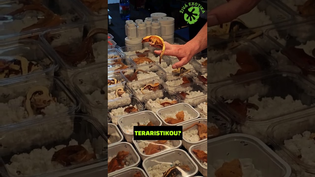 JAKÉHO MAZLÍČKA ZVOLIT DO ZAČÁTKU? 