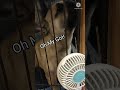 【フレンチブルドッグ】Oh my god.初体験。【Frenchbulldog】