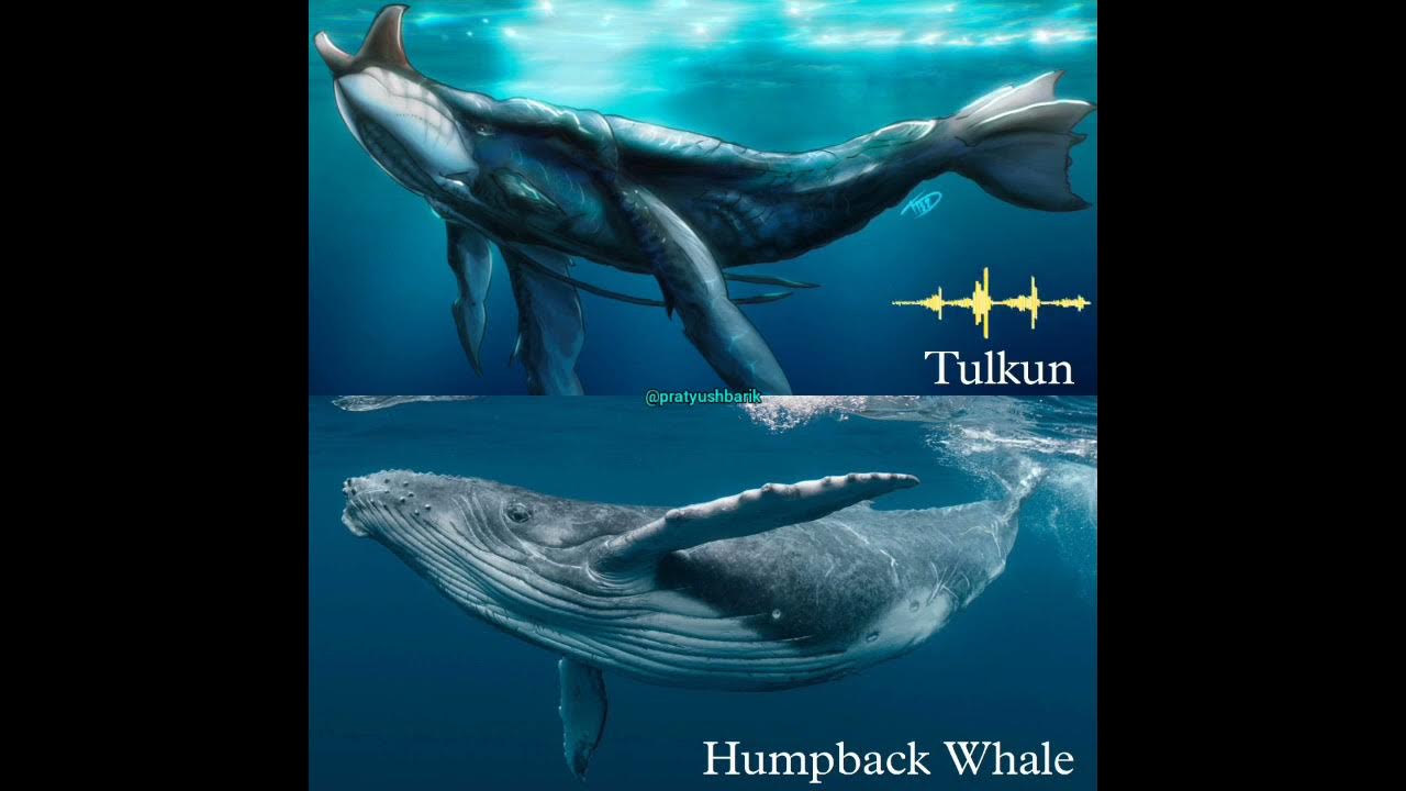 Tulkun vs Humpback Whale, Sound Comparison *Use 🎧+🔊 - YouTube