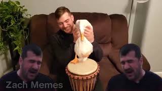 Duck plays Ievan Polkka on drum