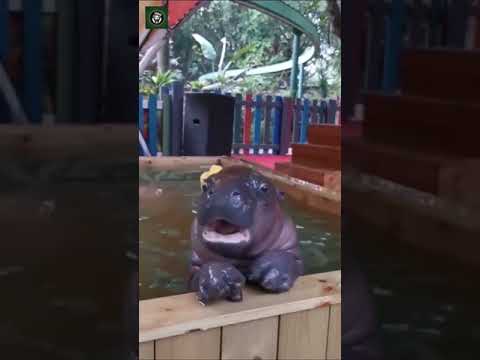 Baby hippo  🥺 #shorts