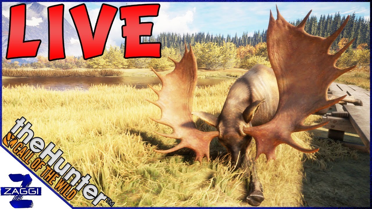 Big Moose Hunting on Layton Lake YouTube