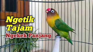 Suara Lovebird Ngetik Tajam Di Lanjut Ngekek Panjang, SUPER JITU Merangsang Labet apapun Ikut Bunyi