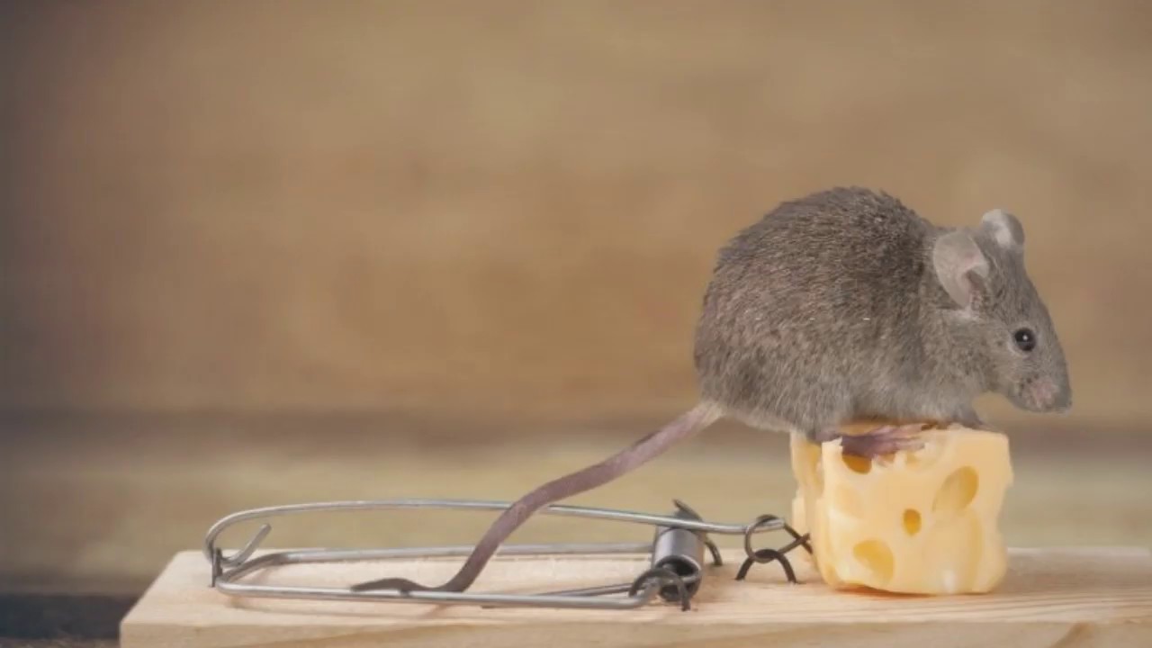 Top 10 Eco-Friendly Pest Control Methods - YouTube