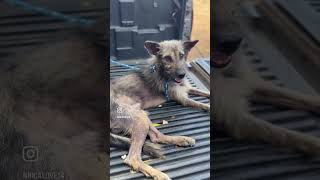 Peludo, Saved From A Life Of Suffering