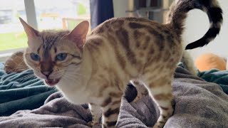 Kitty finds the PERFECT spot to make biscuits!