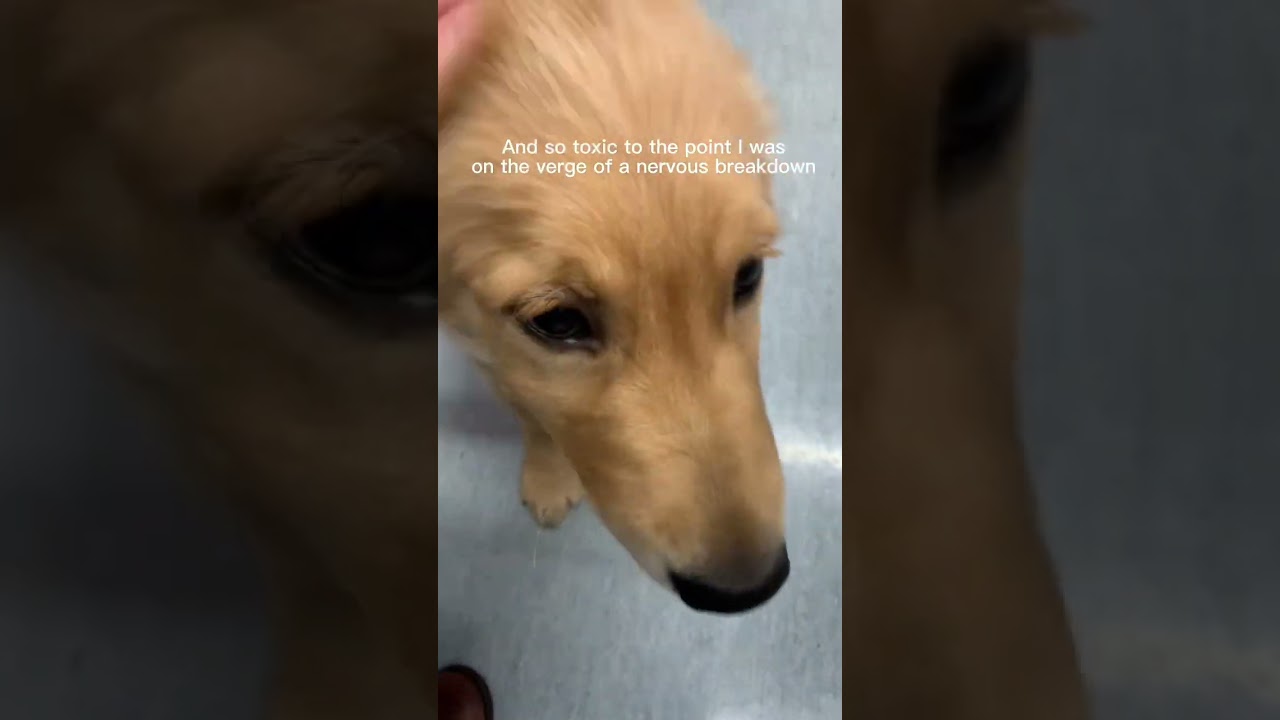 Why I left veterinary residency