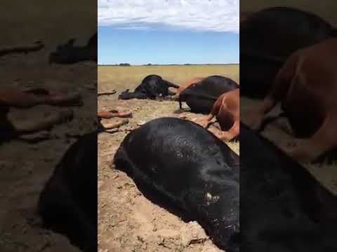 Animales muertos en Quehue por la caída de un rayo