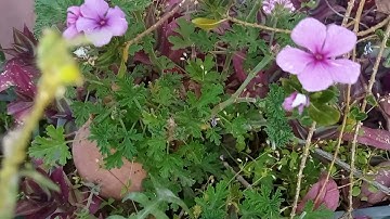 آيات بينات من الذكر الحكيم الآية 141 الى 168 من سورة البقرة هدوء الاعصاب💖💖💖💖