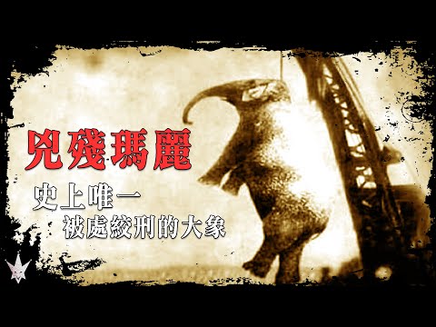 1916年「兇殘瑪麗」事件，史上最離奇唯一被處絞刑的大象，牠真的是殺人犯嗎?背後心痛的故事值得人類去省思。