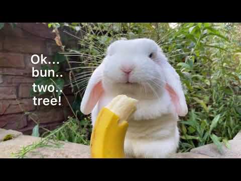 Video: Bunnies Gildən Necə Kalıplanır