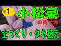 #1.【失敗しない】小松菜の育て方【初心者でもできる】