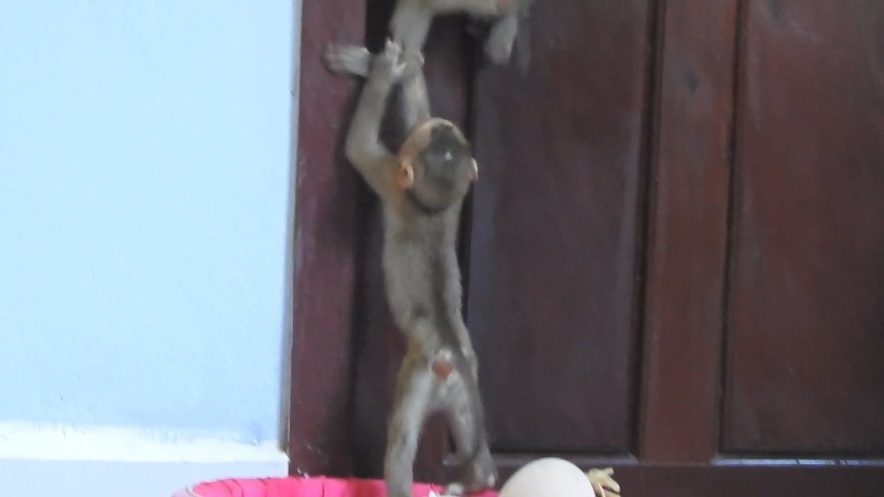 Happy Time Of Monkey Ploy Family, Ploy Try To Stop Brother Open The Door