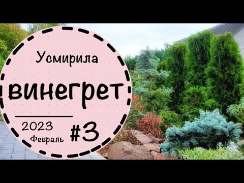 17 премудростей хвойной композиции в моем саду. Схема посадки. Названия растений. Ландшафтный дизайн