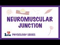 Neuromuscular junction  animation