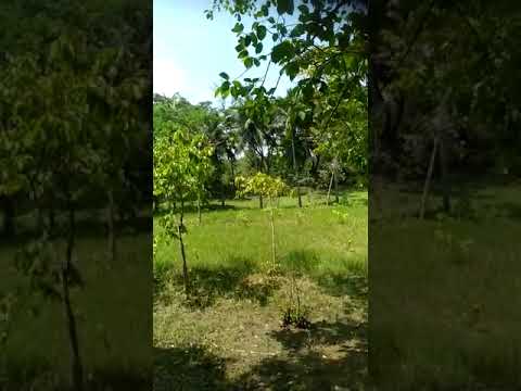 Bugle,retreat call,