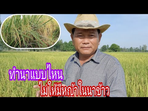 ทำนาแบบไหนไม่ให้มีหญ้า