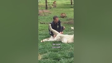 Heroic Tiger Saves Man From Leopard Attack  🥲❤️ #shorts #save