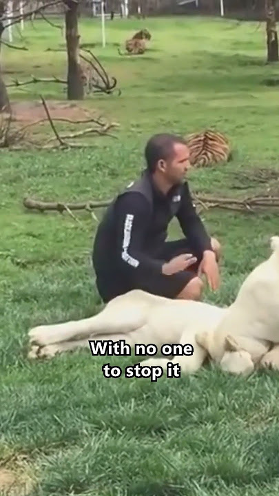 Heroic Tiger Saves Man From Leopard Attack 🥲❤️ #shorts #save