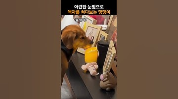무지개 다리를 건너 아련한 눈빛으로 액자만 쳐다보는 댕댕이
