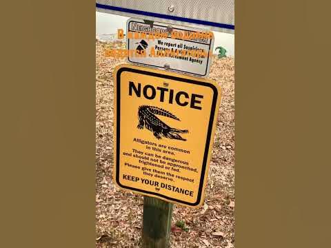 А вы знали что в Америке 🇺🇸 в каждом водоеме живут Аллигаторы 🐊 # ...