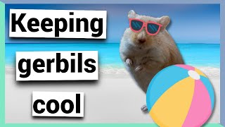 Keeping gerbils cool in summer