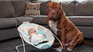 Amazing Dogs Meet Newborn Babies First Time