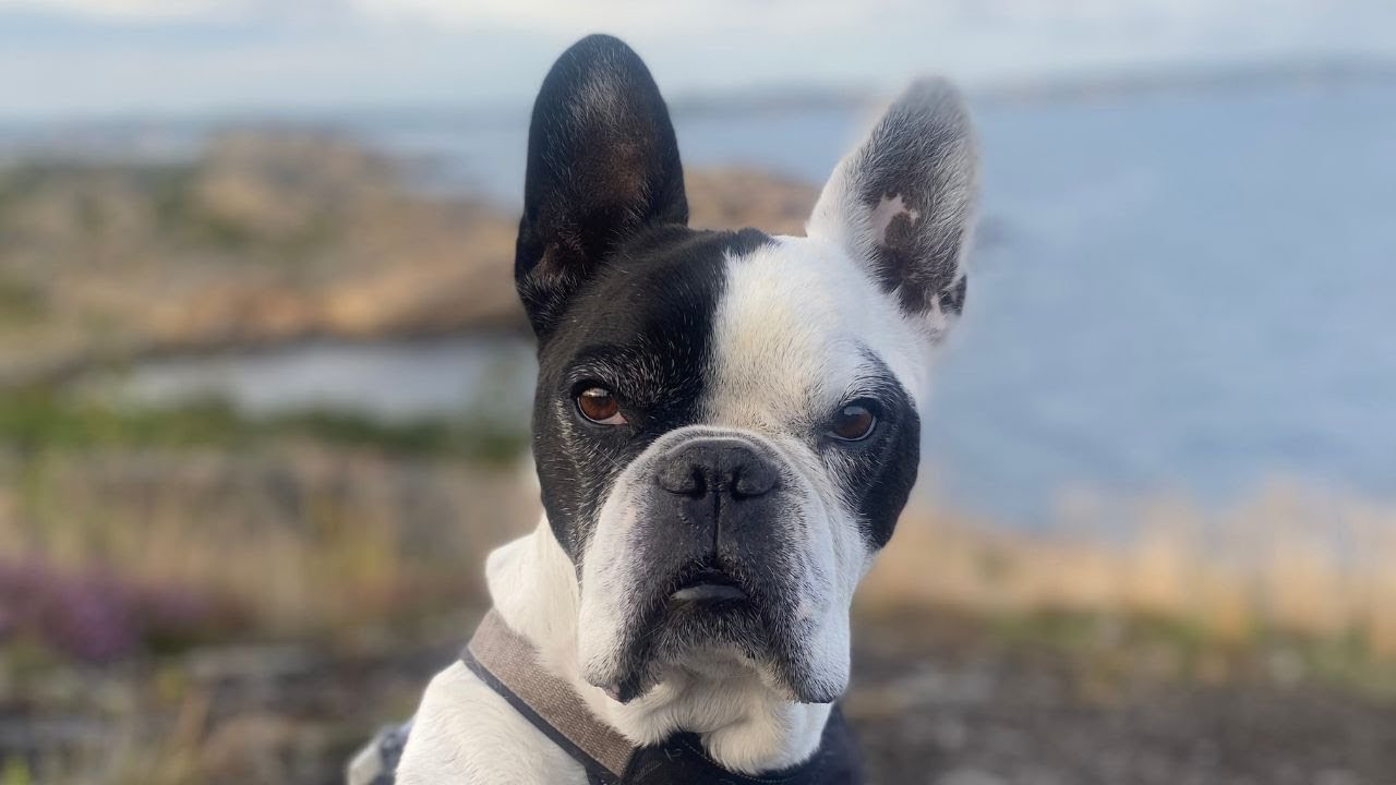 Hajoken - Bono (Video)