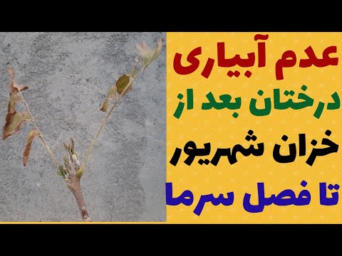 تصویری: چگونه می توان به میزبان پیوند زد؟ چه زمانی می توانید از مکانی به مکان دیگر انتقال دهید؟ پیوند در تابستان ، بهار یا پاییز بهتر است؟