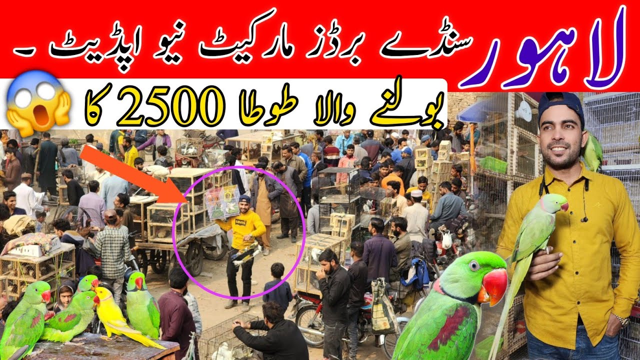 Lahore sunday birds market New update price ? #lahorientertainmentchannel #birds #birdsmarket