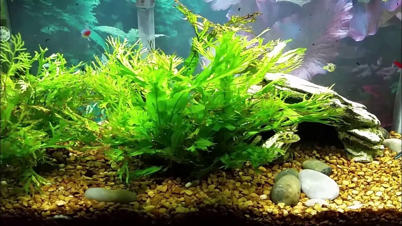 Pea Puffers With New Guppy Fry YouTube