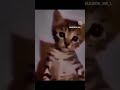 #cat #kitten #colonelkkjϟ #kitten #colonelkkjϟ #cute #cute #funny #dance #funny #dance #
