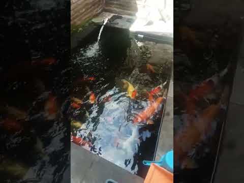 Koi