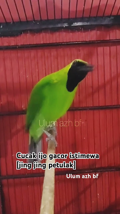 CUCAK IJO GACOR ISTIMEWA (JINGJING PETULAK) #cucakijo #cucakijogacor #cucakijoisiankasar #burung