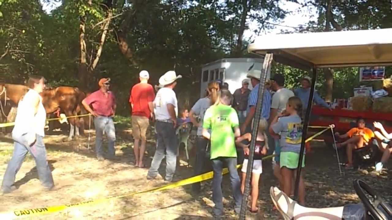 Horseless Horse Show